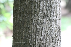 Acacia auriculiformis